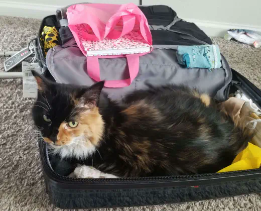 A fluffy cat laying inside a packed suitcase.