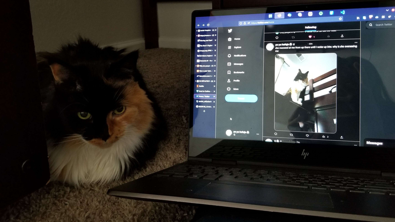 A fluffy Tortoiseshell cat sitting by a laptop that was used to tweet about her moments prior. She is crouched under a bed. The tweet is one of her sitting on top of the bed.
