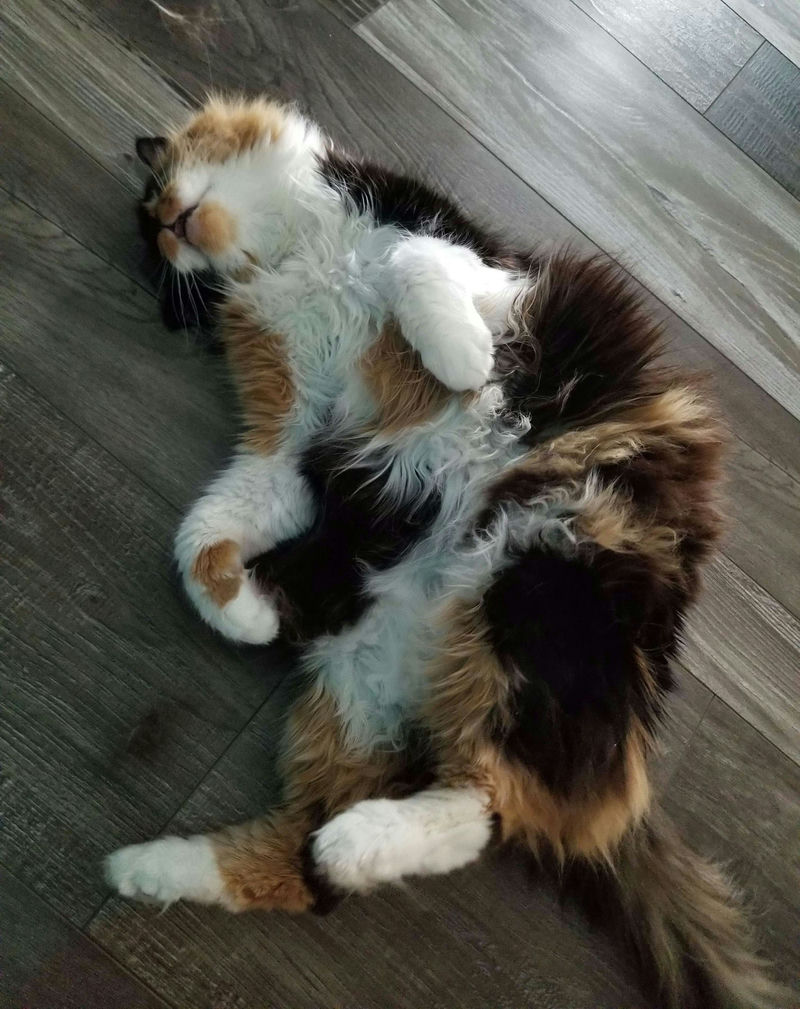 A fluffy Tortoiseshell cat flopped on her back.
