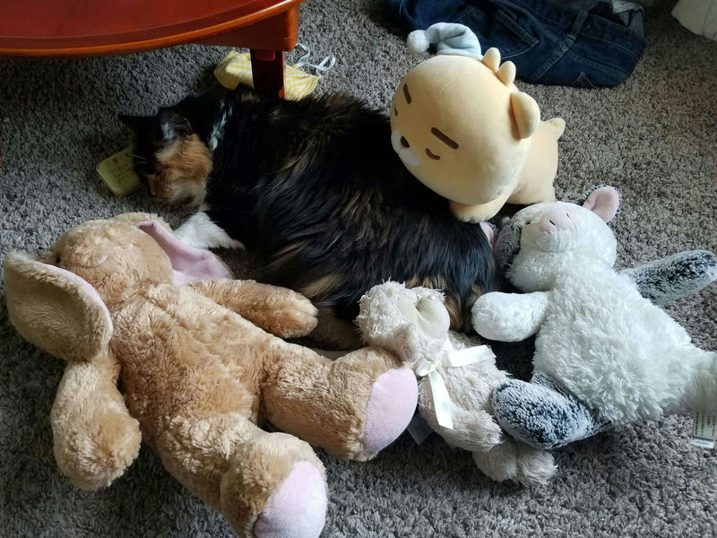 A fluffy cat napping amongst various plushies.
