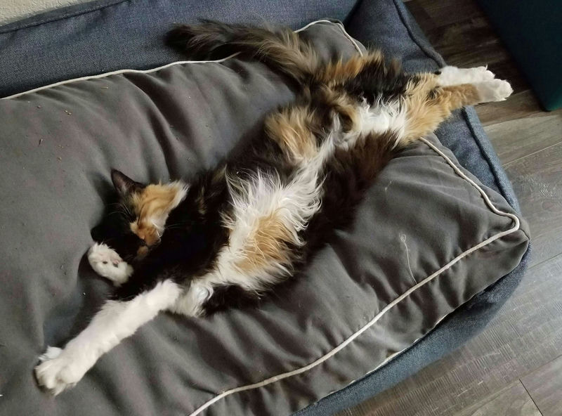 A fluffy cat sprawled out dramatically on a pillow.