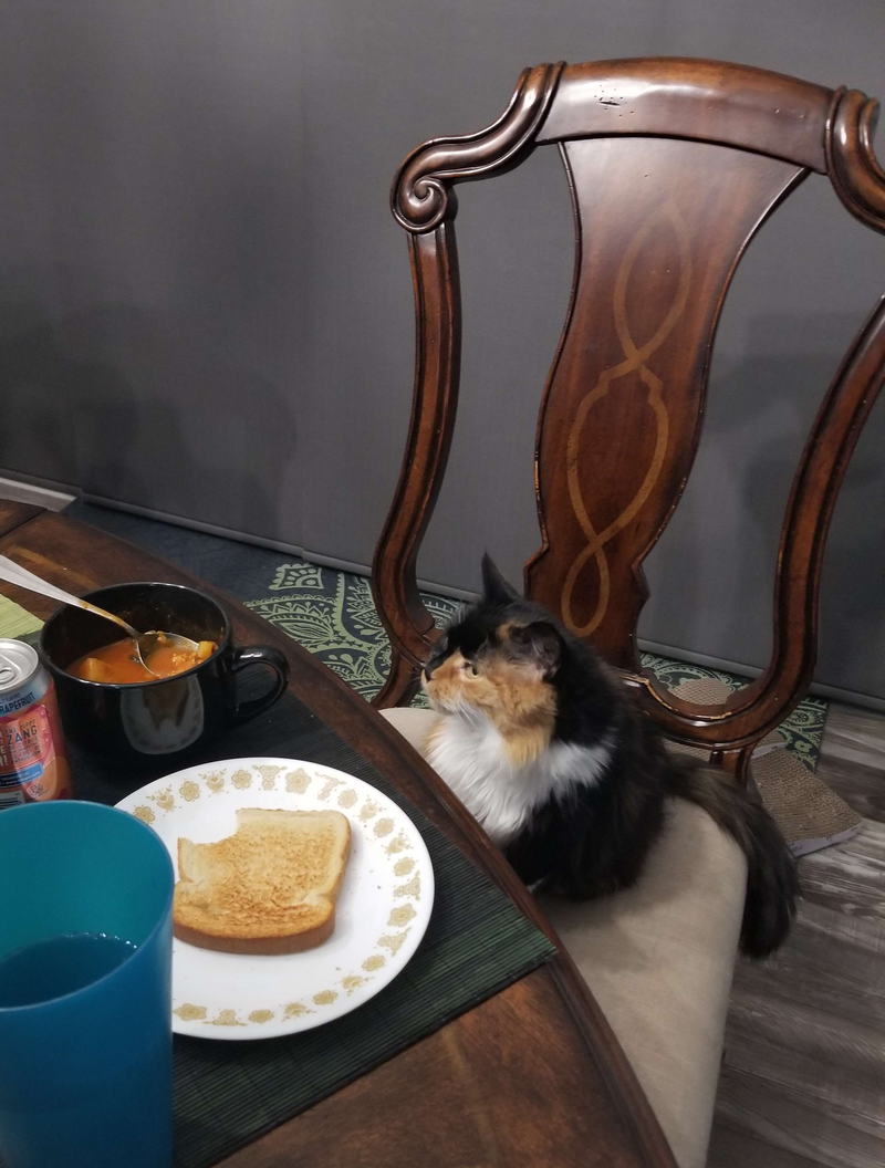 A fluffy cat sitting at the dinner table surrounded by food that absolutely is not for her.