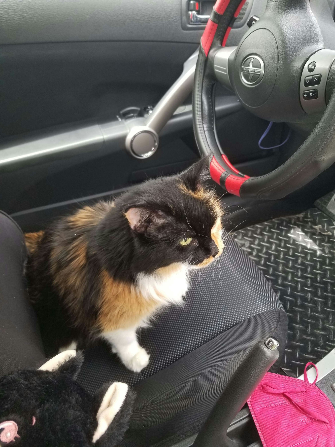 A fluffy cat sitting in the driver's seat of a car.