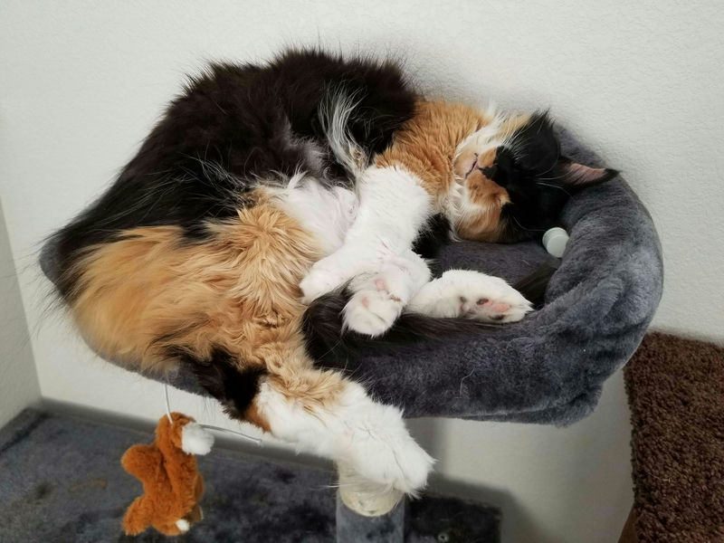 A fluffy cat asleep on her cat tree.