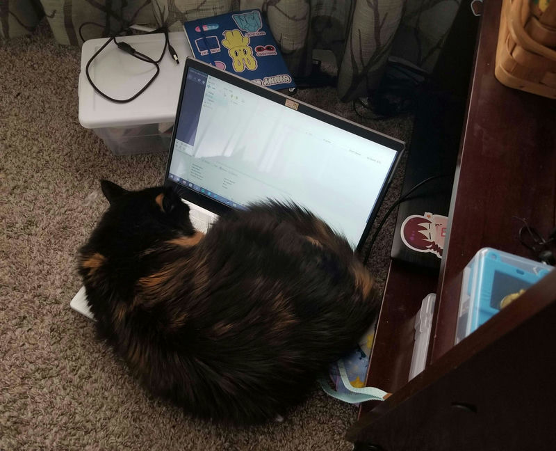 A fluffy cat asleep on a laptop keyboard.