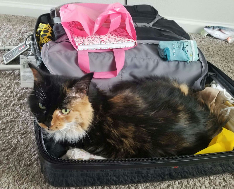 A fluffy cat laying inside a packed suitcase.