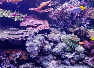 An aquarium tank filled with fish. The water looks slightly purple-pink.