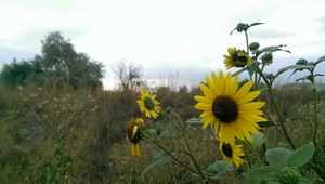 Sunflowers waving in wind. The sky looks gray.